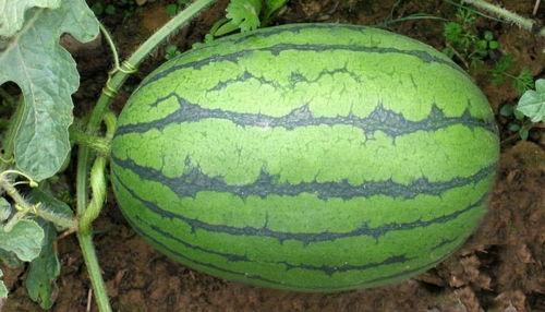 怎样防止吃瓜被黑,如何避免在社交媒体上被误解与黑化