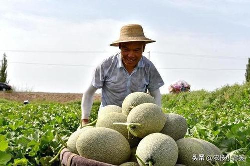 怎样防止吃瓜被黑,如何避免在社交媒体上被误解与黑化