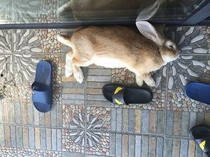 兔兔吃瓜酱,揭秘萌宠美食新潮流