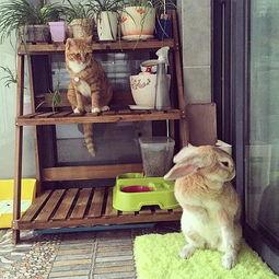 兔兔吃瓜酱,揭秘萌宠美食新潮流