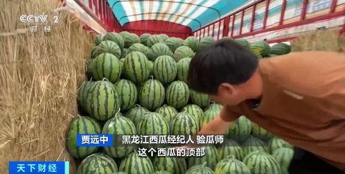 猪窝吃瓜,探寻乡村生活的甜蜜滋味