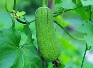 三胖吃瓜,揭秘娱乐圈的甜蜜与苦涩