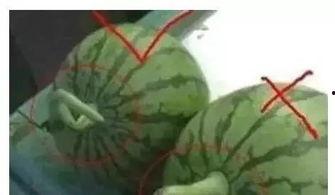 吃瓜小勺子吃的说说,揭秘娱乐圈那些不为人知的幕后故事