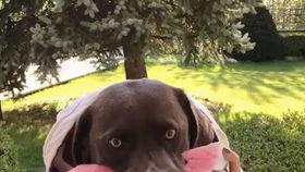 仙人吃瓜视频全集,揭秘视频全集中的奇幻世界与趣味故事