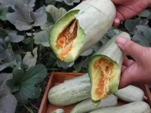 干野瓜怎么吃,干野瓜的多样食法探索