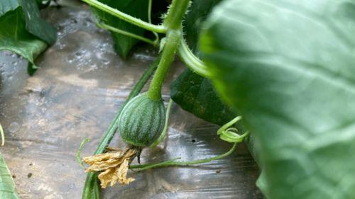 小时候吃瓶子瓜,瓶子瓜的甜蜜滋味