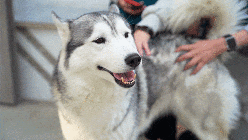 狗狗脑袋瓜怎么吃,揭秘脑袋瓜的美食秘籍