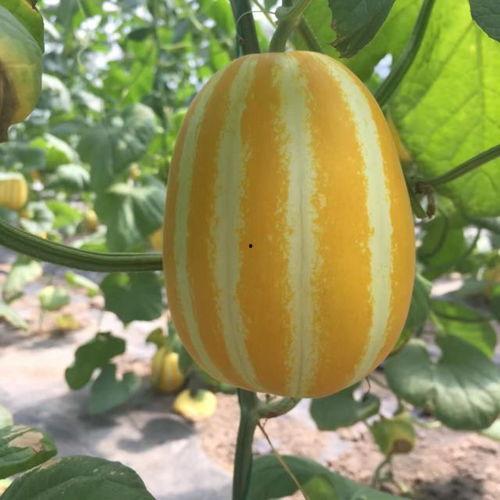 等瓜成熟再吃,美味尽享——跟随自然节奏品尝时令佳肴