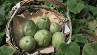 等瓜成熟再吃,美味尽享——跟随自然节奏品尝时令佳肴