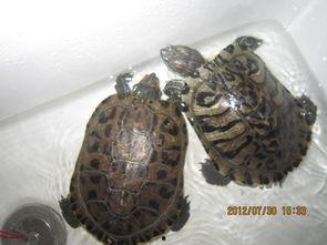 小鳄龟吃瓜,小鳄龟的夏日瓜果盛宴