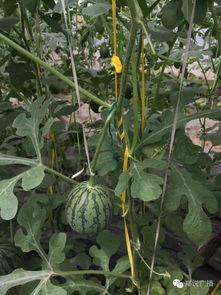 弥勒瓜田吃瓜,一笑解千愁的禅意人生