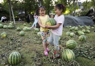 弥勒瓜田吃瓜,一笑解千愁的禅意人生