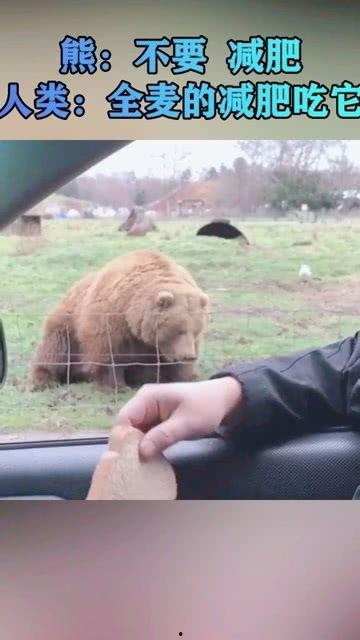 减肥可以吃熊瓜吗