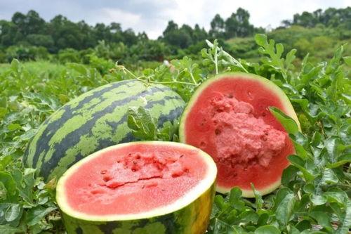 狮山吃瓜,揭秘当地特色美食背后的故事