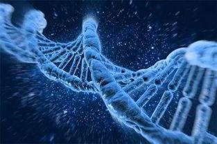 吃瓜31人dna,揭秘神秘基因背后的故事