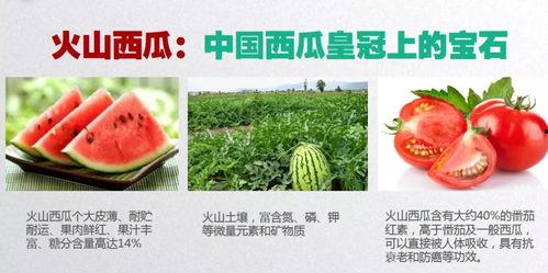 齐鲁医药吃瓜,揭秘行业“吃瓜”背后的真相与启示