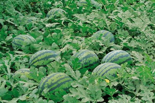 物酱的小屋吃瓜群,一场趣味横生的网络社交盛宴