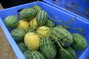 物酱的小屋吃瓜群,一场趣味横生的网络社交盛宴