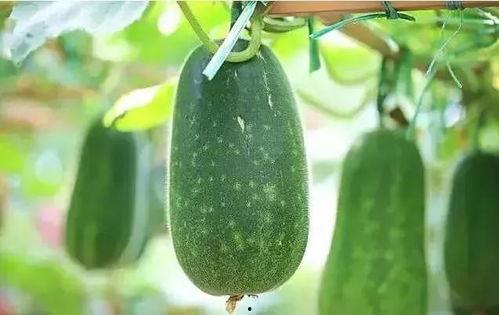 桑值吃瓜,揭秘瓜界风云背后的秘密