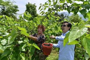 桑值吃瓜,揭秘瓜界风云背后的秘密