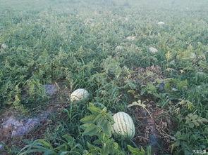 大东家吃瓜景天,大东家与吃瓜景天的趣味日常