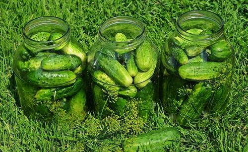 大东家吃瓜景天,大东家与吃瓜景天的趣味日常