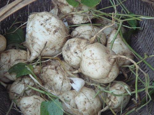 云南土瓜如何吃