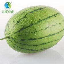 沙沟吃瓜,探寻夏日消暑美食之旅